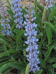 Lupine Wildflower Seeds sky blue