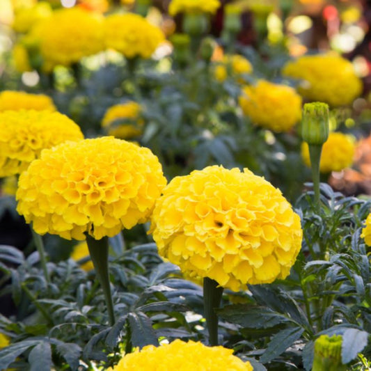French Marigold 'Safari Yellow' – Bright & Cheerful Garden Flower