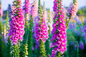 Foxglove Seeds Grow Beautiful Colorful Blooms