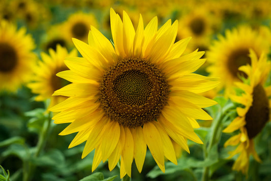 Giant Titan Sunflower Flower Seeds