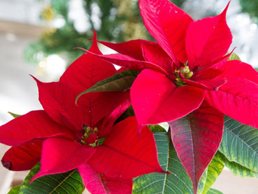 Poinsettia Flower Seeds