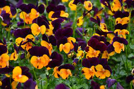 Johnny Jump Up Seeds – Orange for Planting