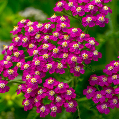 yarrow flower seeds pink