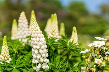 Lupine Wildflower Seeds white