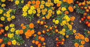 Marigold Seeds for Planting