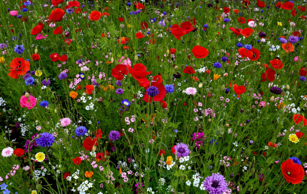 Deer Proof Wildflower Seeds