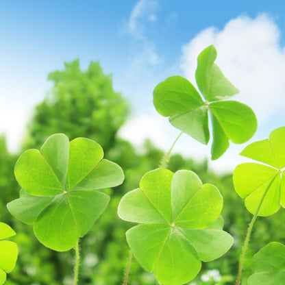 four leaf clover plant seeds Four Leaf Clover Herb Seeds for Planting – Heirloom, Non-GMO, Easy to – Pure Asia Seeds