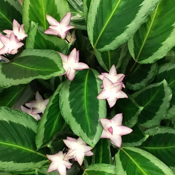 Mixed Calathea Flower seeds for Planting - Drought Tolerant, Heirloom & GMO Free Seeds for Home Garden