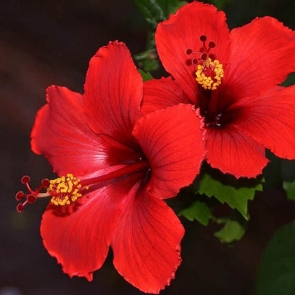 Hibiscus Flower Seeds