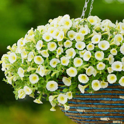 Petunia Flower Seeds for Planting yellow and white