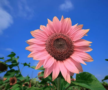Sunflower Seeds for Planting pink
