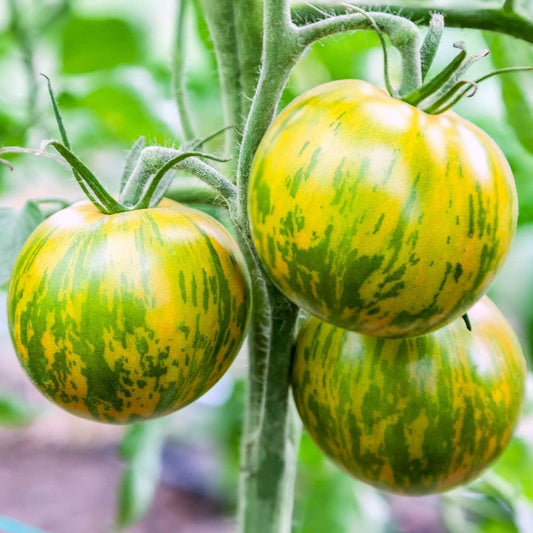 Heirloom Tomato Seeds – Non-GMO Vegetable for Planting