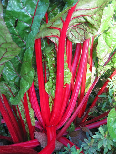 Graines de rhubarbe - Graines de jardinage potager