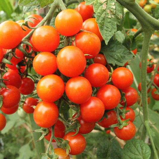 大きな赤いチェリートマトの種（植え付け用）