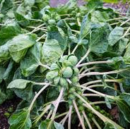 Rosenkohl Samen - Ziehen Sie Ihren eigenen Garten groß
