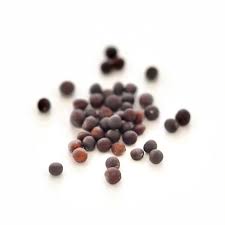 Perfect Broccoli Seeds for Planting – Heirloom, Non-GMO, Easy to Grow, High Yielding