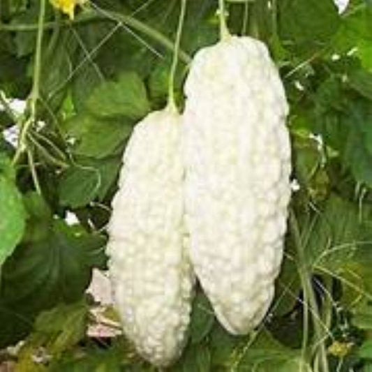 白い肌のニガウリの種