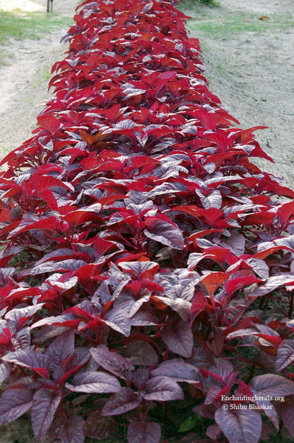 Planting Spinach Seeds – Red Leaf Variety