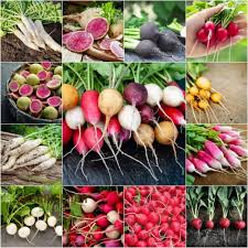 Radish Seeds for Indoor & Outdoor Gardens