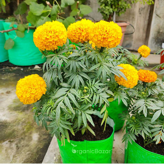 African Marigold Seeds for planting light Yellow