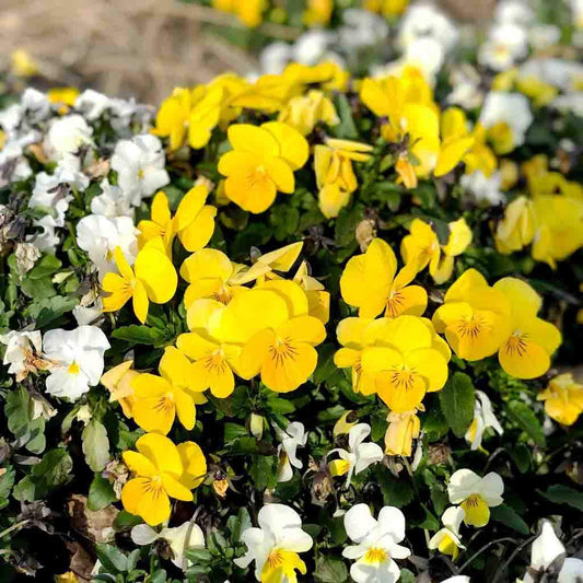 Johnny Jump Up Seeds – Yellow for Planting