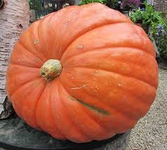 Semi di zucca per piantare – Verdure da esterno