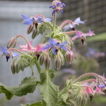 Mixed Borage Seeds for Planting