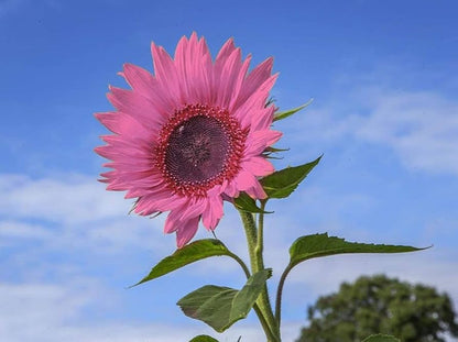 Sunflower Seeds for Planting pink
