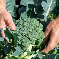Perfect Broccoli Seeds for Planting – Heirloom, Non-GMO, Easy to Grow, High Yielding