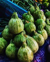 Zucchini Sommerkürbis Samen
