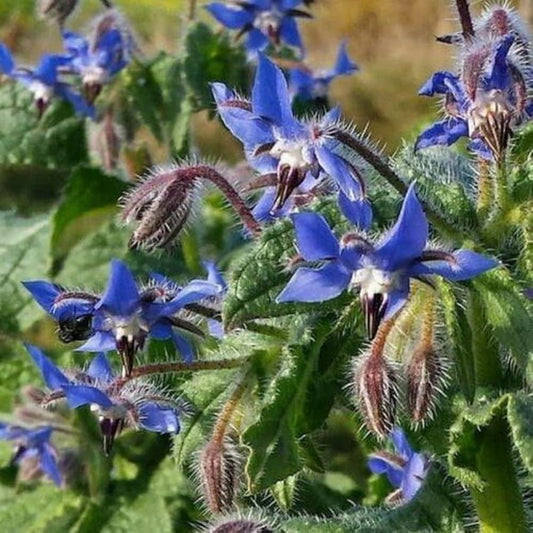 Mixed Borage Seeds for Planting – Heirloom, Non-GMO, Edible Herb, Pollinator-Friendly