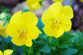 Johnny Jump Up Seeds – Yellow for Planting