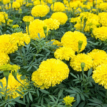 African Marigold Seeds for planting light Yellow