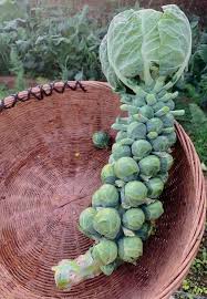 Rosenkohl Samen - Ziehen Sie Ihren eigenen Garten groß