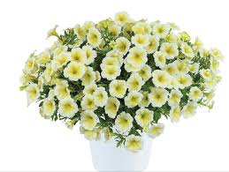 Petunia Flower Seeds for Planting yellow and white