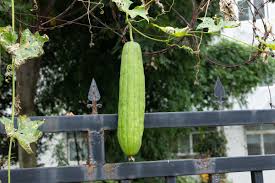 ハイブリッドヘチマの種 – スポンジ野菜
