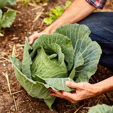 Semi di cavolo per giardino domestico