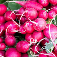 Radish Seeds for Indoor & Outdoor Gardens