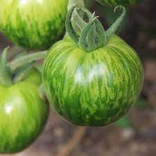 Erbstück Tomatensamen – Nicht-GVO Gemüse zum Pflanzen