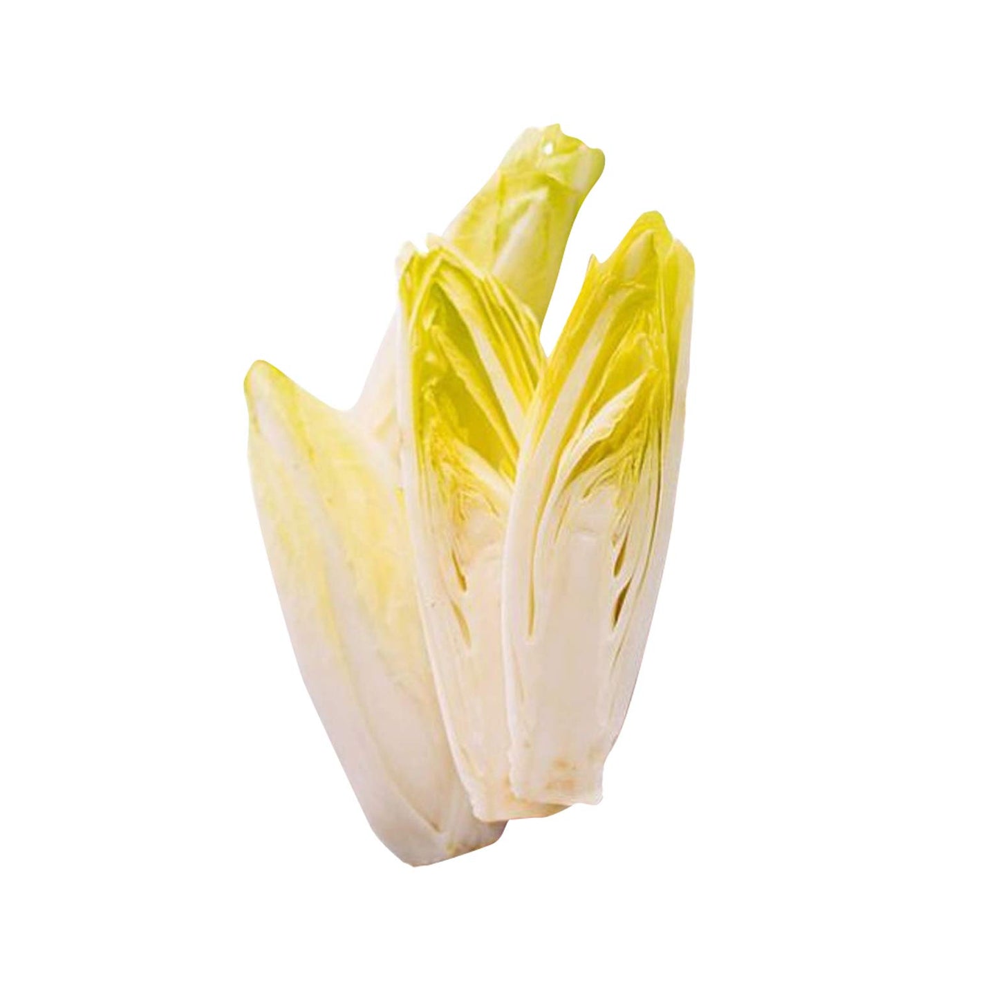 チコリ野菜の種-イエロー