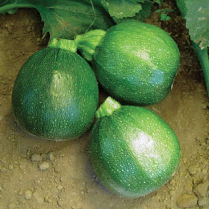 Graines de courgette d'été