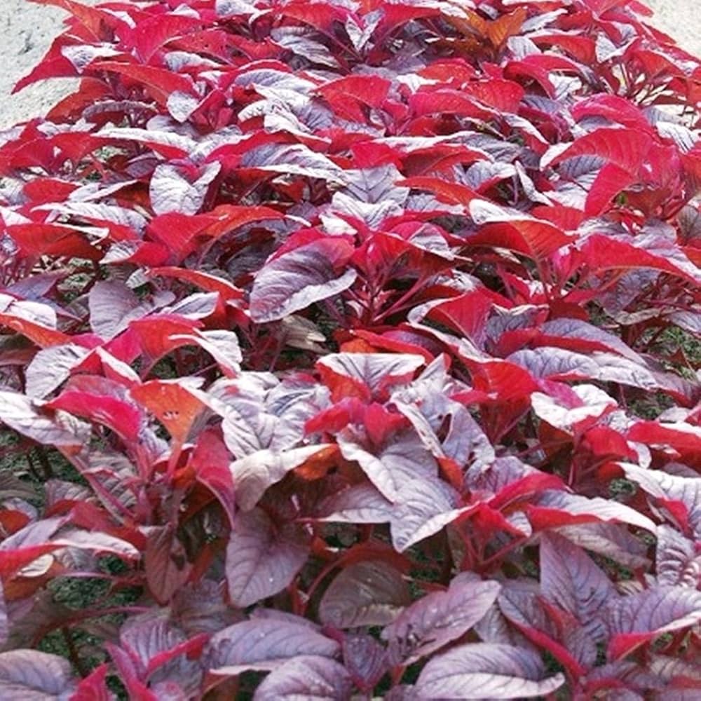 Planting Spinach Seeds – Red Leaf Variety