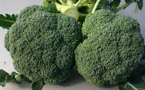 Perfect Broccoli Seeds for Planting – Heirloom, Non-GMO, Easy to Grow, High Yielding