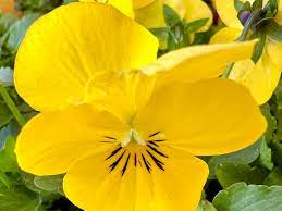 Johnny Jump Up Seeds – Yellow for Planting