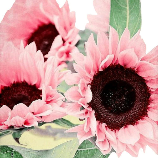 rose pink sunflower seeds Pink Sunflower Seeds for Planting – Heirloom, Non-GMO, Easy to Grow, A –  Pure Asia Seeds