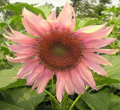 rose pink sunflower seeds Pink Sunflower Seeds for Planting – Heirloom, Non-GMO, Easy to Grow, A – Pure Asia Seeds