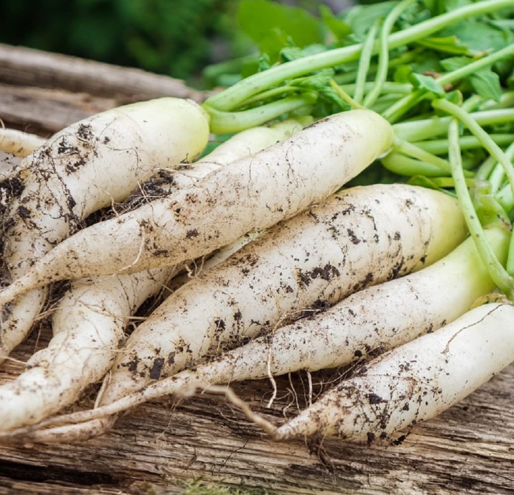 Radish Seeds for Indoor & Outdoor Gardens