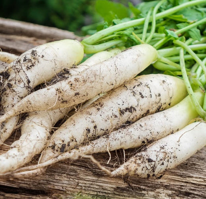 Radish Seeds for Indoor & Outdoor Gardens