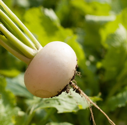 Semi di rapa bianca per piantare
