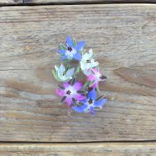 Mixed Borage Seeds for Planting